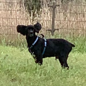 Meet your Posher, Lisa